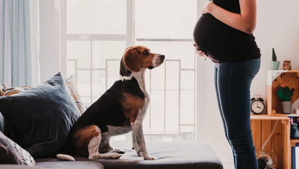 preparing the four legged family