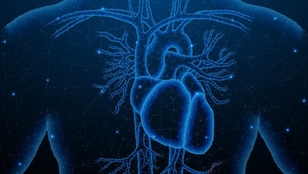 A graphic of a torso with the heart and vascular system highlighted. 